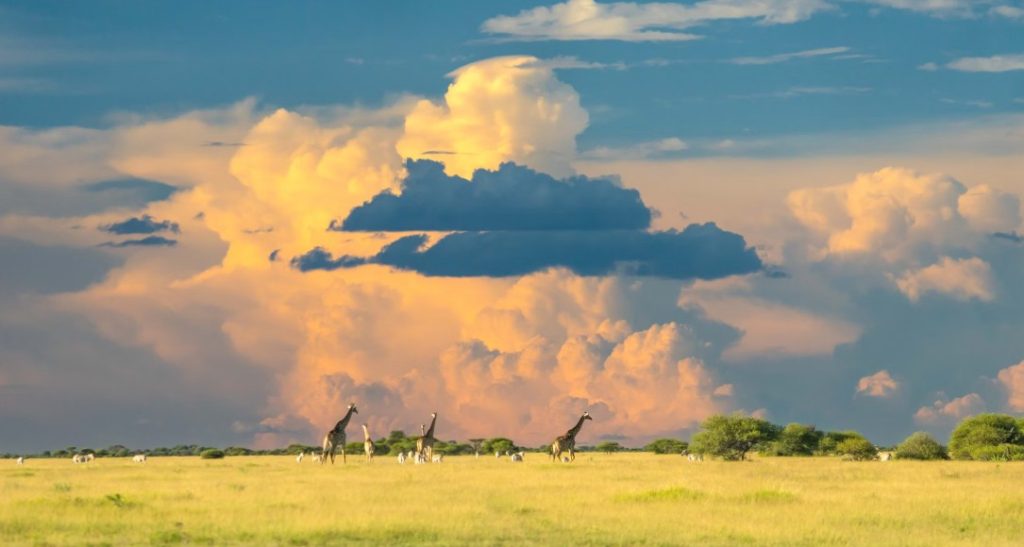 which African country is best for safaris?