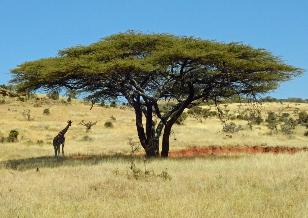 which African country is best for safaris?