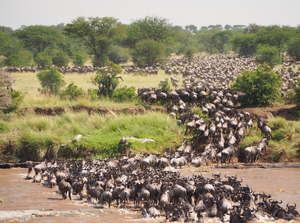 which African country is best for safaris?