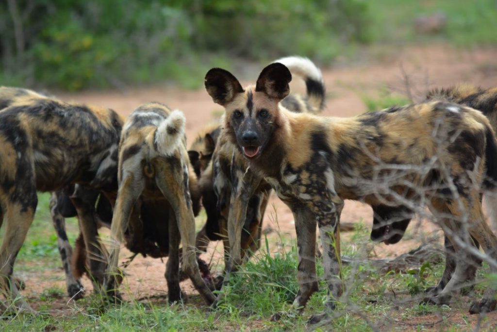 which African country is best for safaris?
