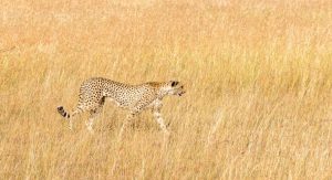 what is the fastest animal on earth
