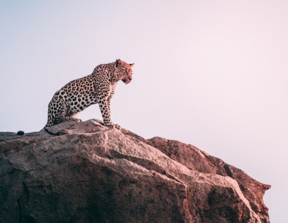 What Are The Fastest Animals on Earth?