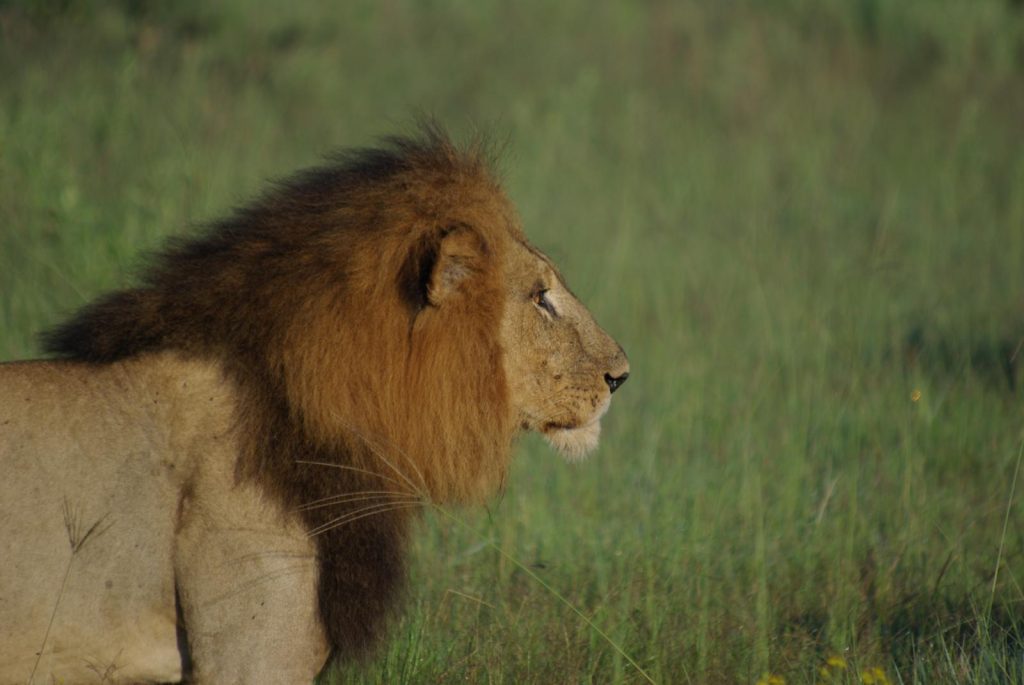 What Are The Fastest Animals on Earth?