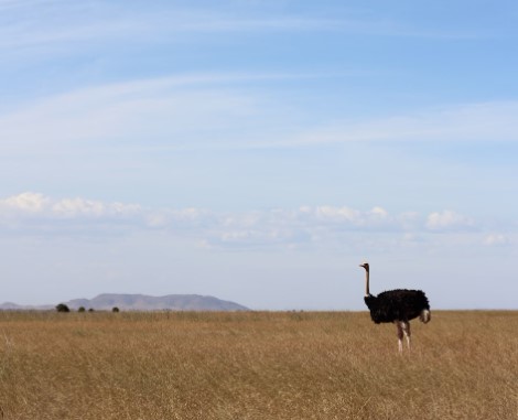 What Are The Fastest Animals on Earth?