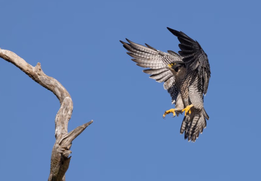 What Are The Fastest Animals on Earth?