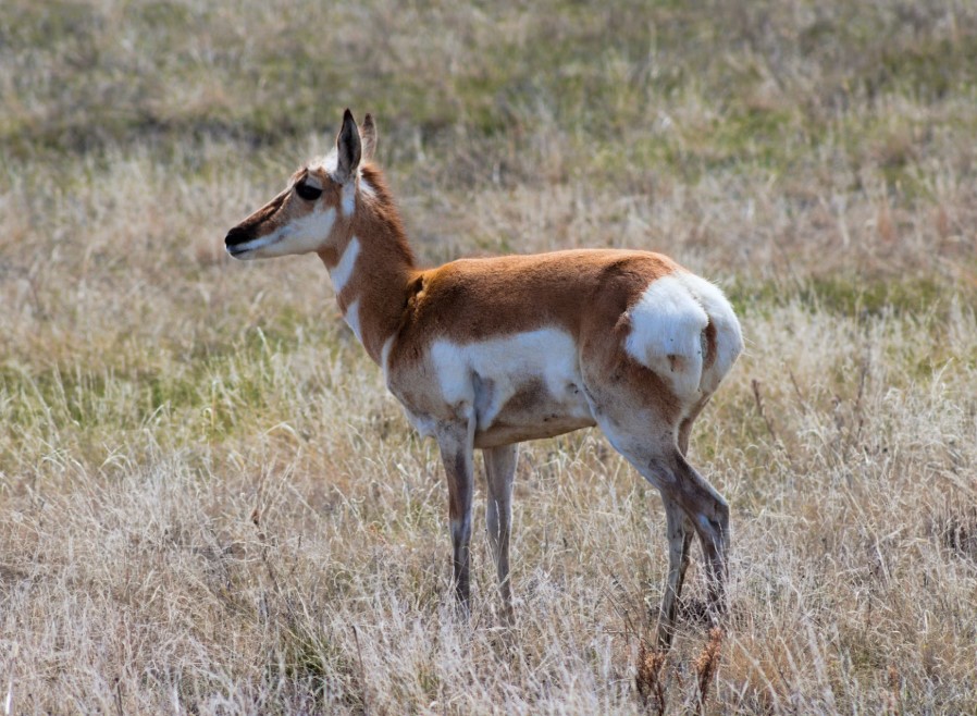 What Are The Fastest Animals on Earth?