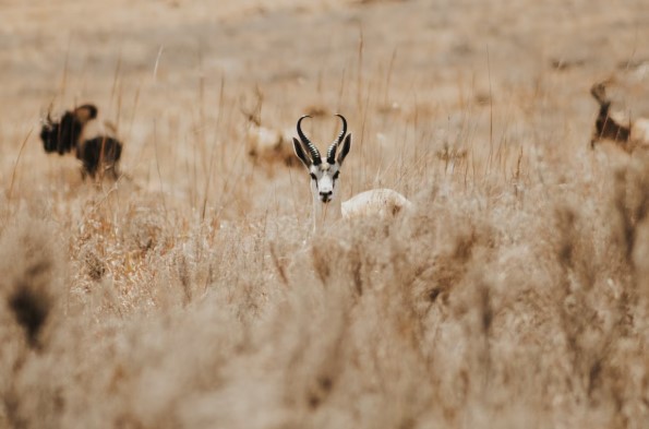 What Are The Fastest Animals on Earth?