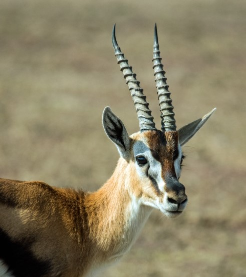 What Are The Fastest Animals on Earth?