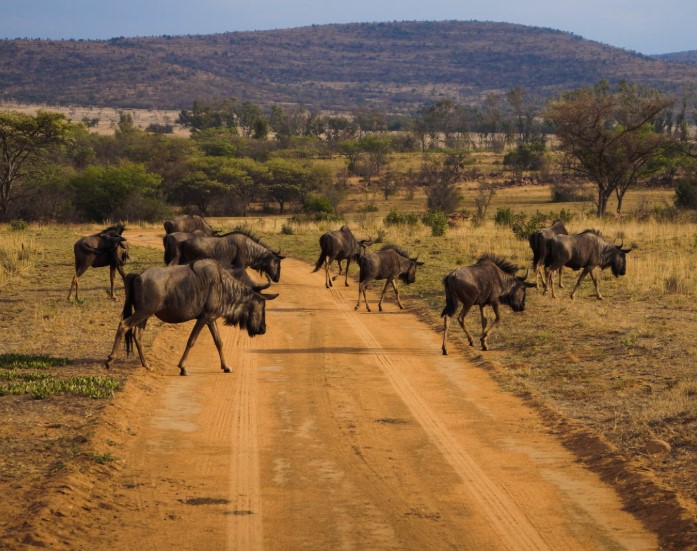 What Are The Fastest Animals on Earth?