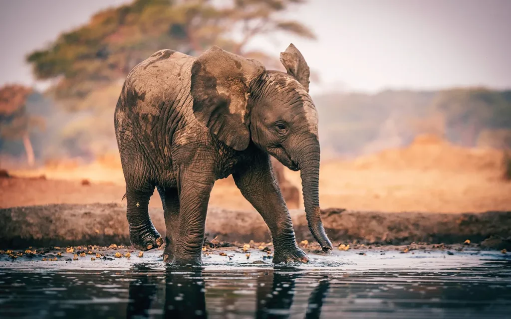 Africa Safari
