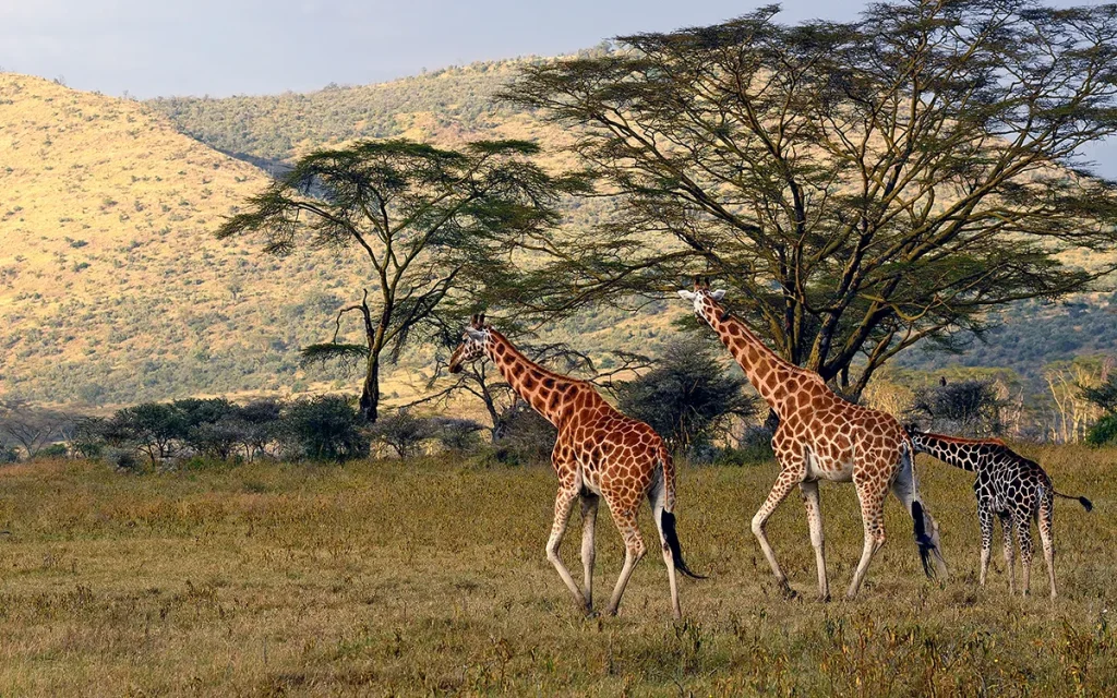 Africa Safari