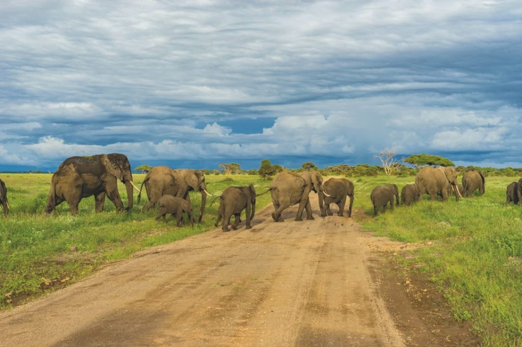 Wild Insight Safaris