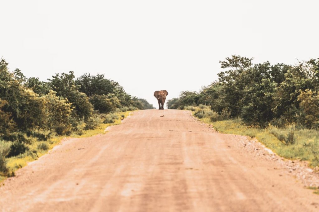 Wild Insight Safaris