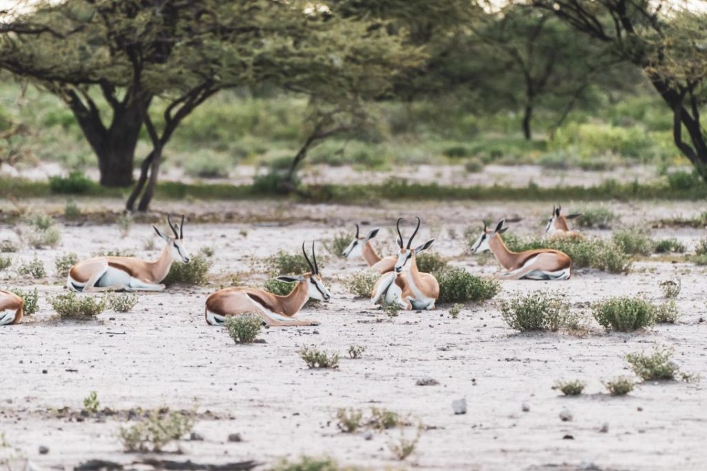 private guided safaris