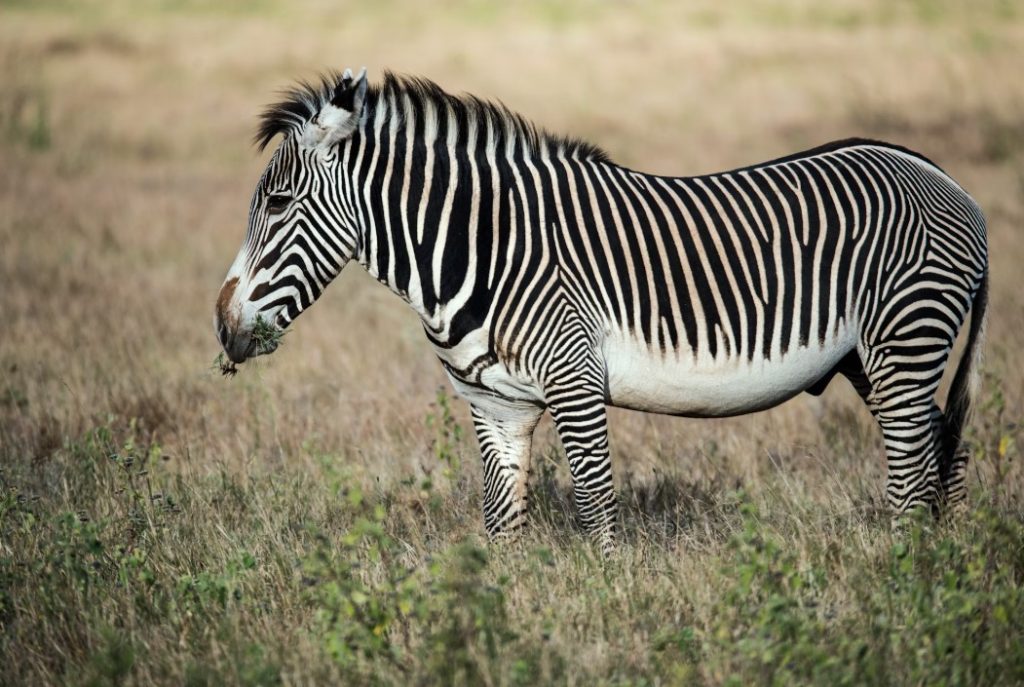 Wild Insight Safaris