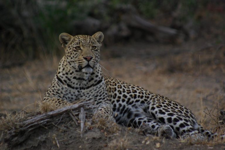 Wild Insight Safaris