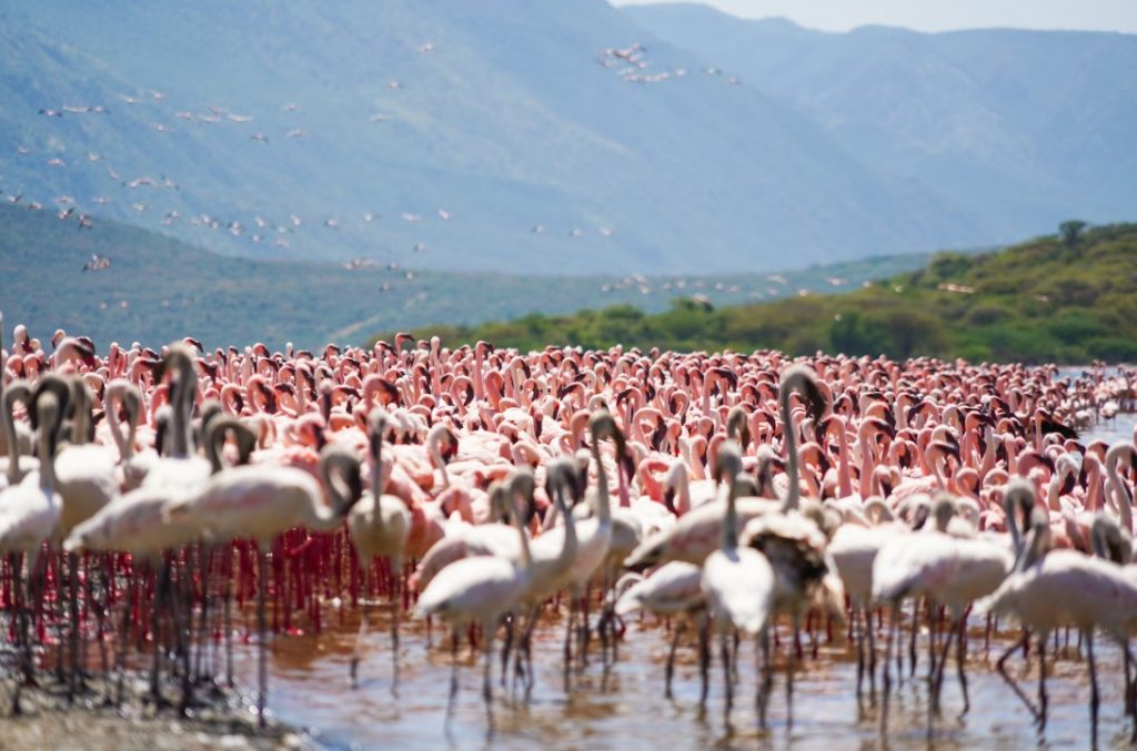 Wild Insight Safaris