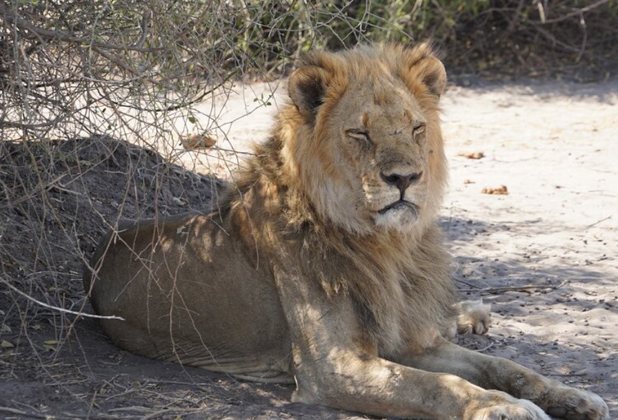 Wild Insight Safaris