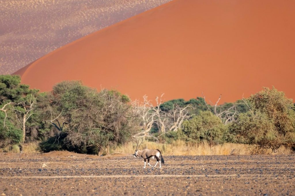 Wild Insight Safaris