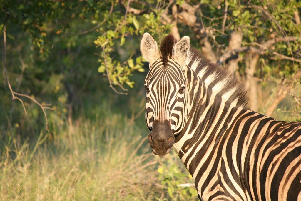 private guided safaris