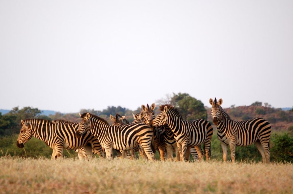 Wild Insight Safaris