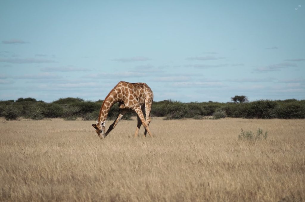 7 Day African Safari Tour