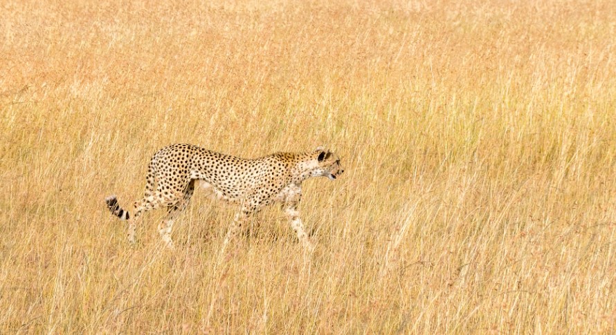 Is Kenya or Tanzania Better for Safari?