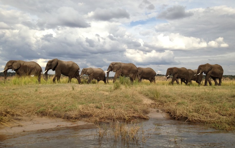 Botswana African Safari
