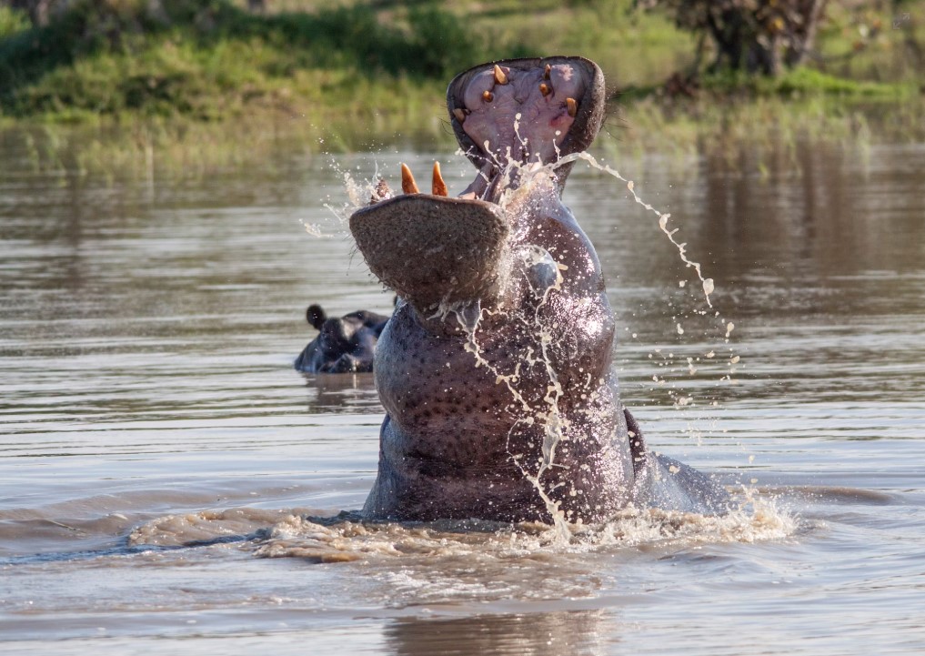 7 Day African Safari Tour