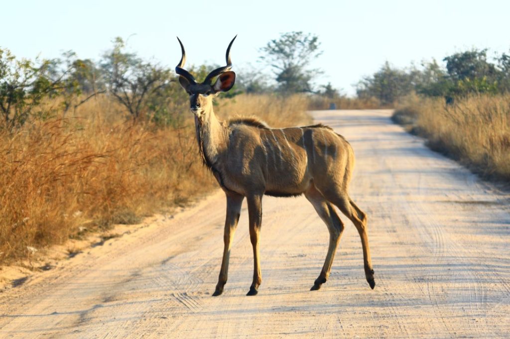 7 Day African Safari Tour