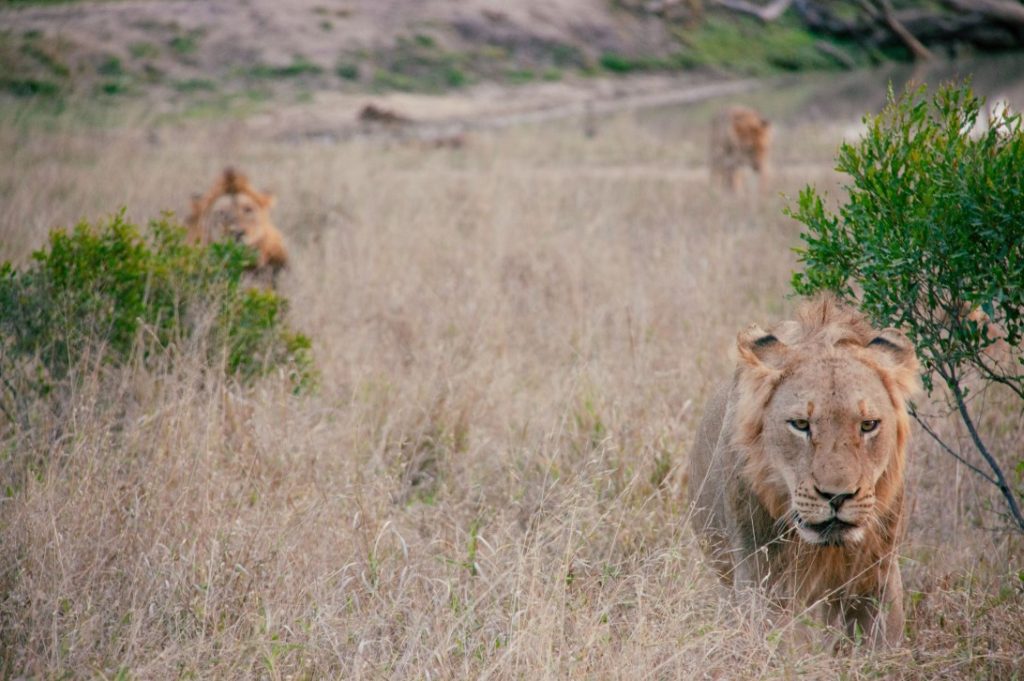 7 Day African Safari Tour