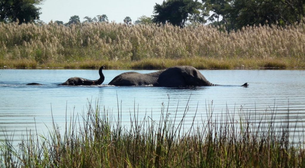 Botswana African Safari