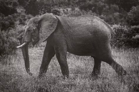 tailored safaris