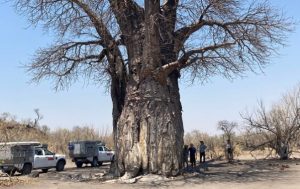 botswana african safari